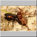 Anoplius viaticus - Wegwespe 41b 12mm - Halen - beim Eintrag einer Trochosa-Wolfsspinne.jpg